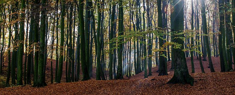 Beuken in het Edese Bos, waar de IVN wandeling plaatsvindt