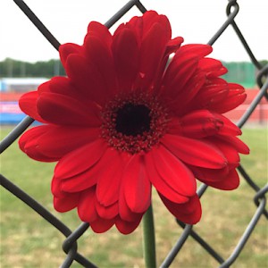 Een dag later, een stille getuige, de Roparun Gerbera